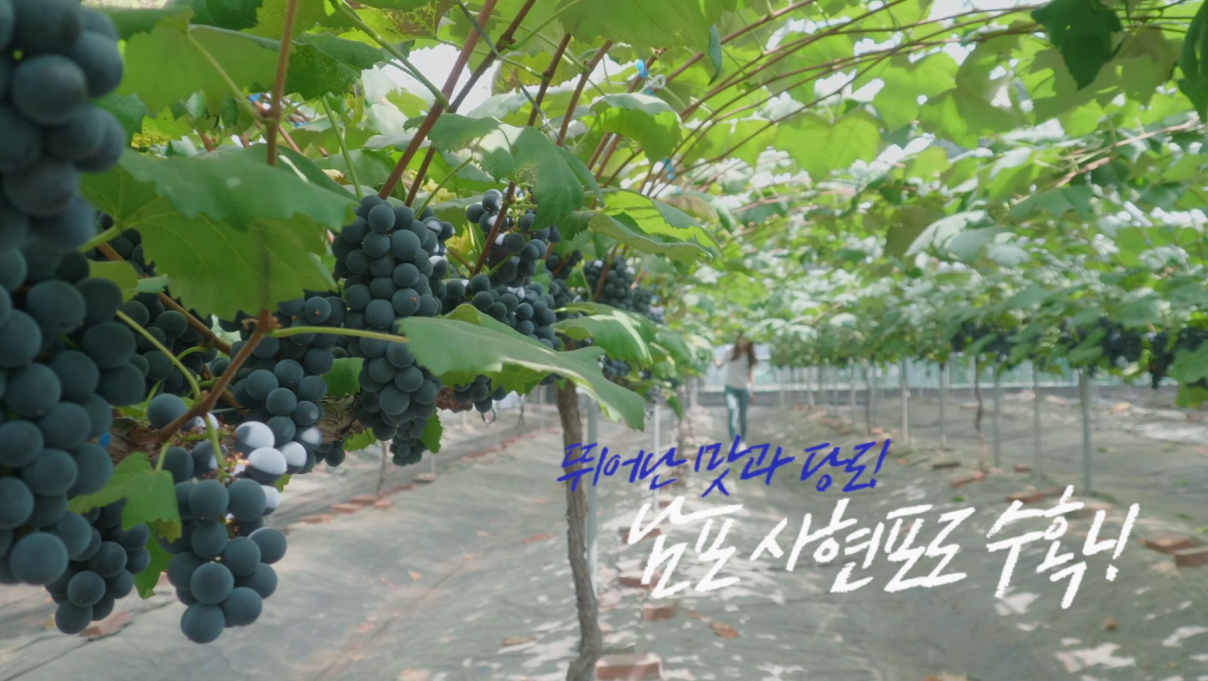 뛰어난 맛과 당도! 남포 사현포도 수확!